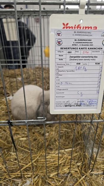 WhatsApp Image 2025-11-17 at 18.50.19 - 1 AAAAAAAAAA CAMPION european berbec pitic siamez albastru 2025