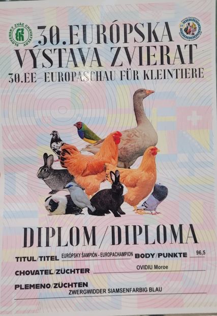 WhatsApp Image 2025-11-17 at 18.50.39 - 1 AAAAAAAAAA CAMPION european berbec pitic siamez albastru 2025