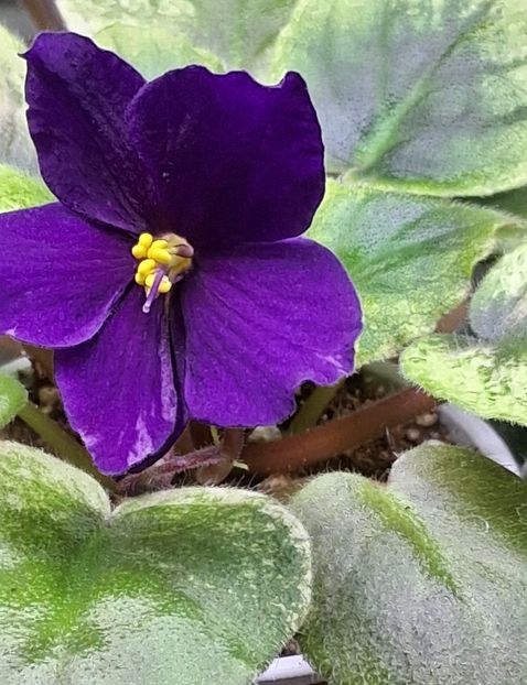  - SV Gorid Sevastopol