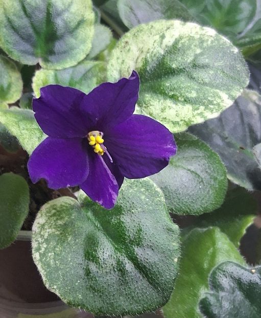  - SV Gorid Sevastopol