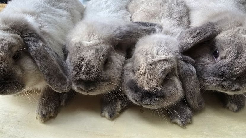 WhatsApp Image 2025-11-17 at 18.53.57 - 1 AAAAAAAAAA CAMPION european berbec pitic siamez albastru 2025