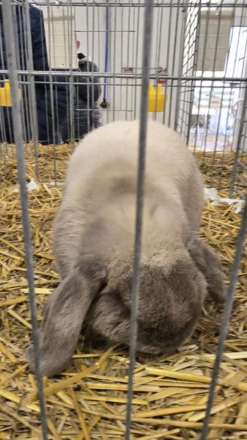 WhatsApp Image 2025-11-17 at 18.51.10 - 1 AAAAAAAAAA CAMPION european berbec pitic siamez albastru 2025