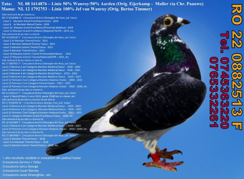 RO 22 0882513  F Pret 450 lei + transportul - 11 PORUMBEI - FEMELE - DISPONIBILE DIN ANII 2016 2017 2018 2019 2020 2021