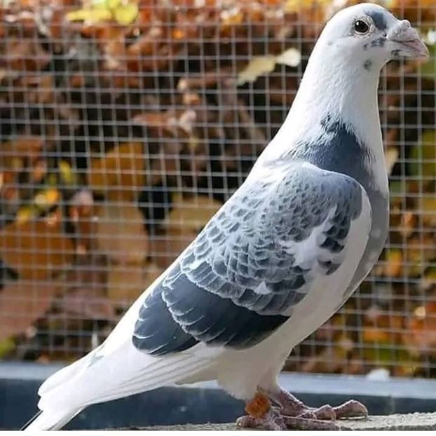  - Nu îmi aparțin 11