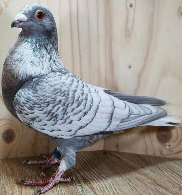  - Nu îmi aparțin 11