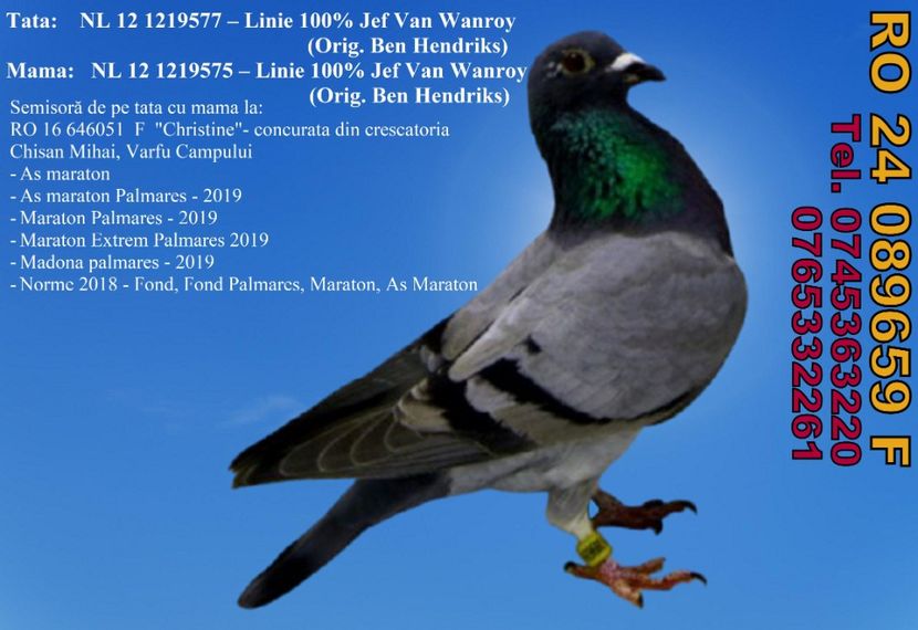 RO 24 089659 F Pret 550 lei + transportul - 11 PORUMBEI - FEMELE - DISPONIBILE DIN ANII 2016 2017 2018 2019 2020 2021