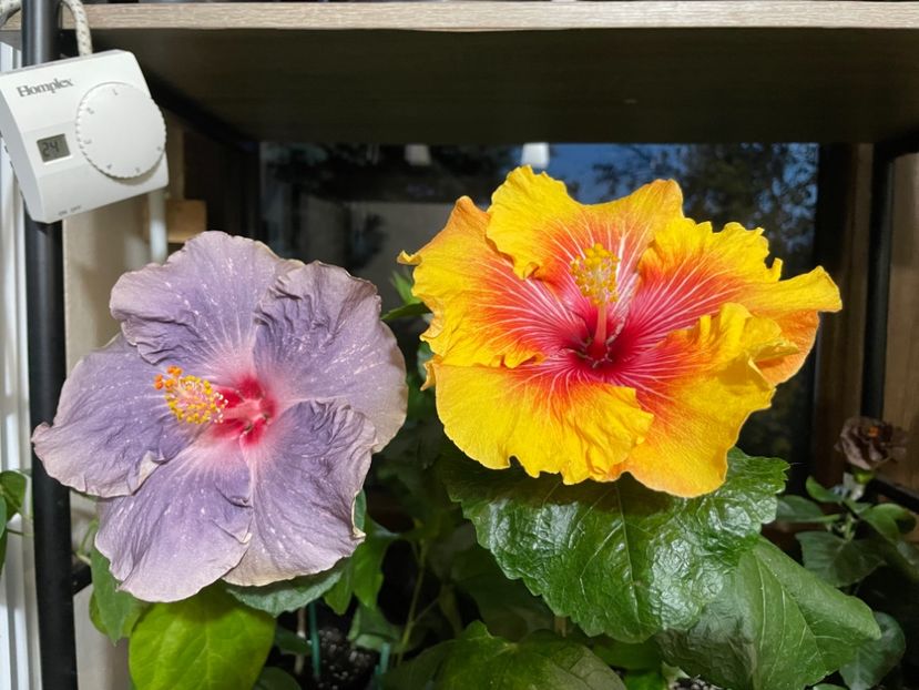  - 0006 - Hibiscusi 2025 - 3