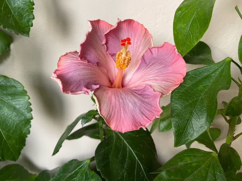  - 0006 - Hibiscusi 2025 - 3