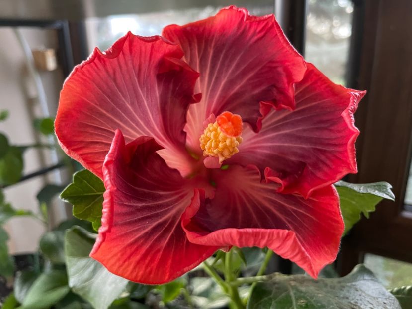  - 0006 - Hibiscusi 2025 - 3