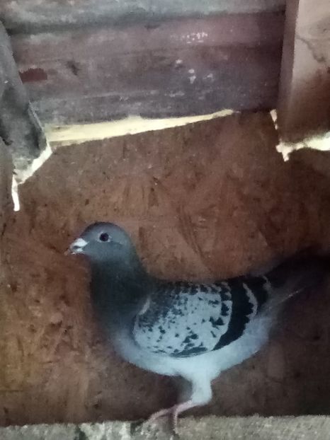 Mascul-2025 - Tineret - 2025