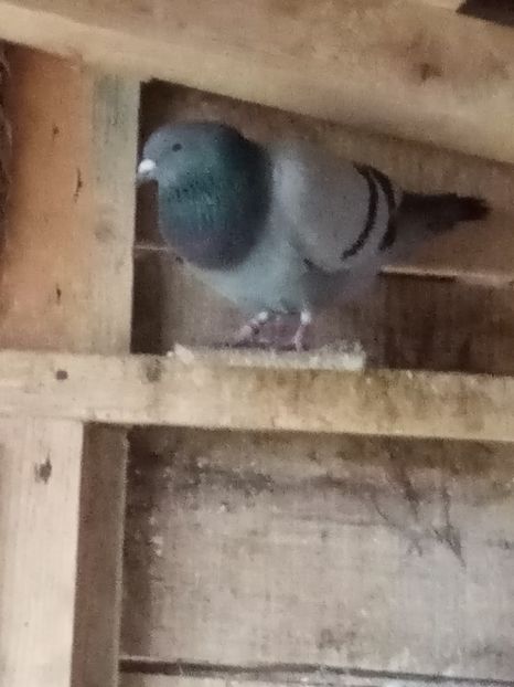 Mascul-2025 - Tineret - 2025