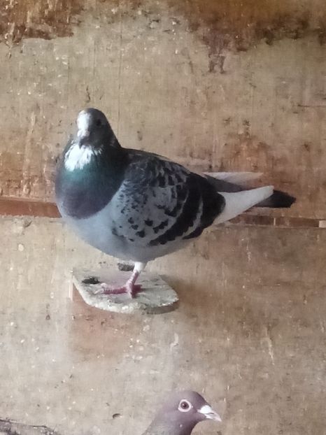 Mascul-2025 - Tineret - 2025