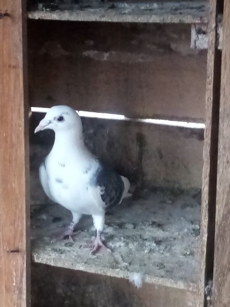 Mascul-2025 - Tineret - 2025