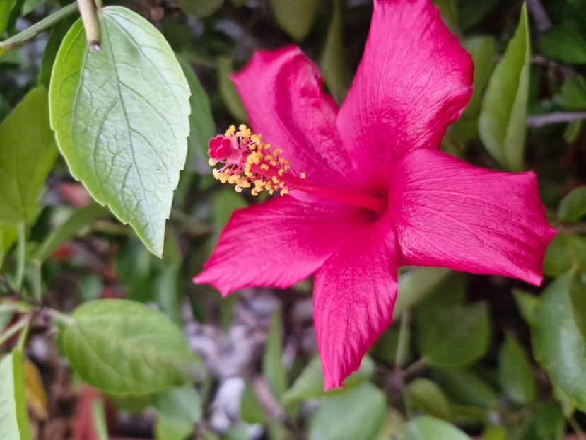  - Florile mele noiembrie 2025