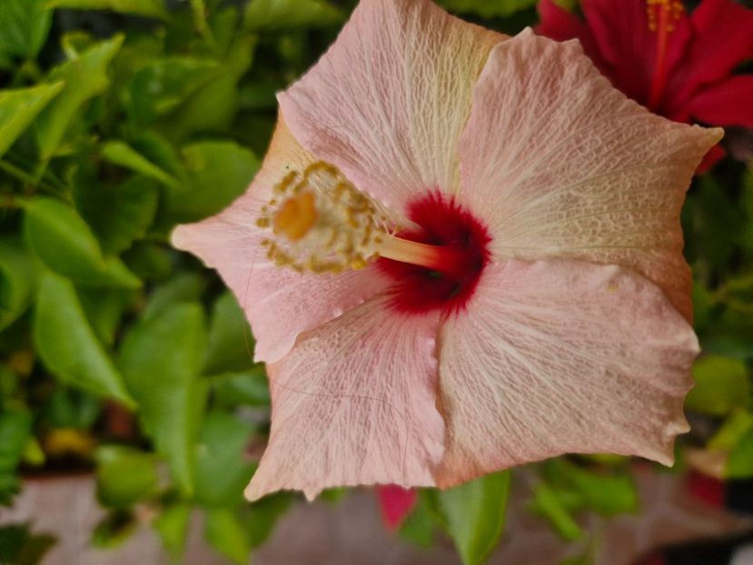  - Florile mele noiembrie 2025