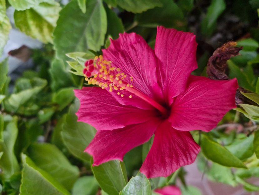  - Florile mele noiembrie 2025