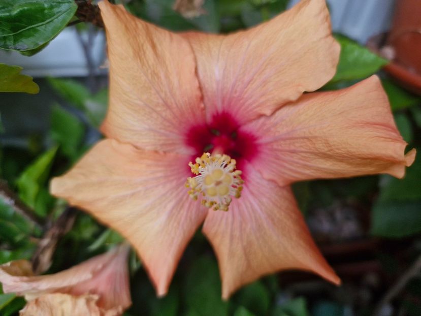  - Florile mele noiembrie 2025