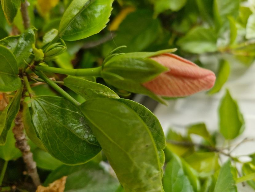  - Florile mele noiembrie 2025