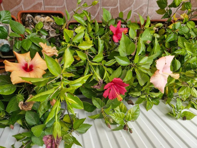  - Florile mele noiembrie 2025