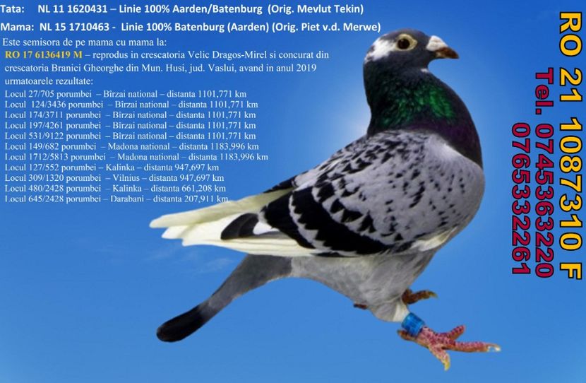 RO 21 1087310 F PRET 350 Lei + transportul - 11 PORUMBEI - FEMELE - DISPONIBILE DIN ANII 2016 2017 2018 2019 2020 2021
