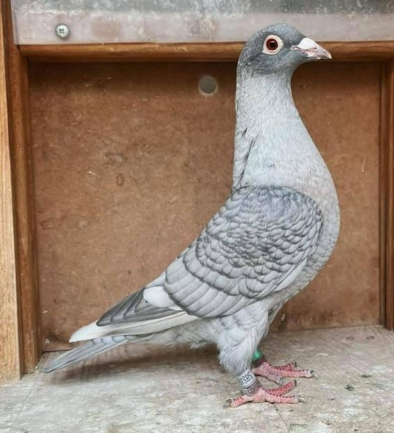  - Nu îmi aparțin 11