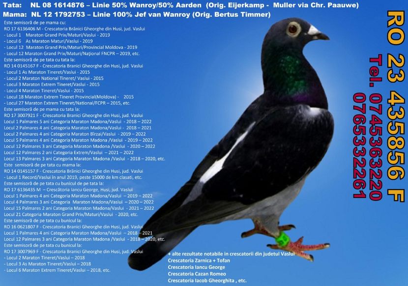 RO 23 435856 F Pret 500 Lei + transportul - 11 PORUMBEI - FEMELE - DISPONIBILE DIN ANII 2016 2017 2018 2019 2020 2021