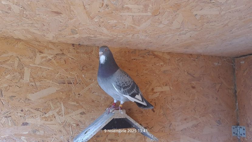 Gray 3xBijou - Dan Matei Gray 3xBijou