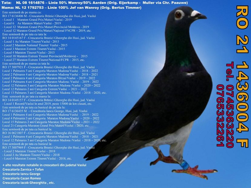 RO 21 1436004 F Pret 450 lei + transportul - 11 PORUMBEI - FEMELE - DISPONIBILE DIN ANII 2016 2017 2018 2019 2020 2021