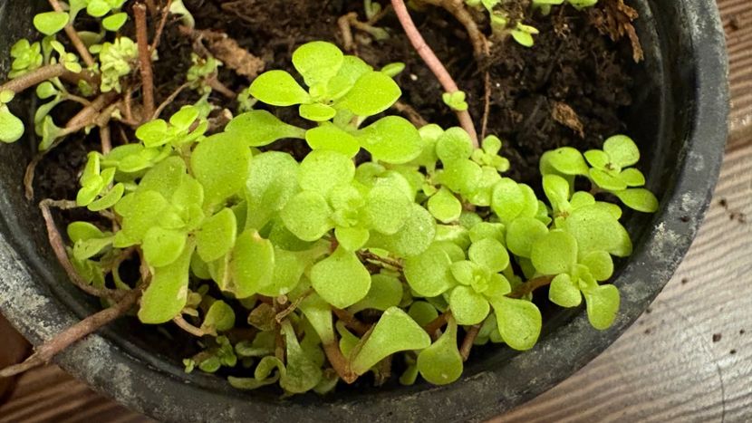 Sedum Makinoi Ogon - Suculente