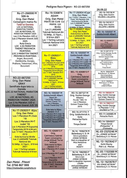 Ped Gray - Dan Matei Gray 3xBijou