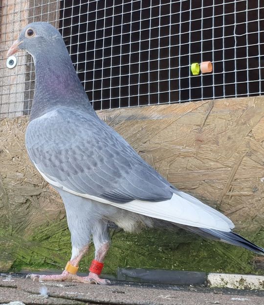 2022 09 25 - Dan Matei Gray 3xBijou