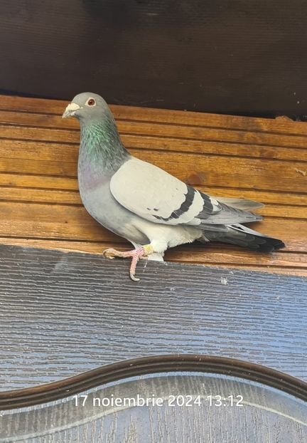 ADAM - Dan Matei Gray 3xBijou