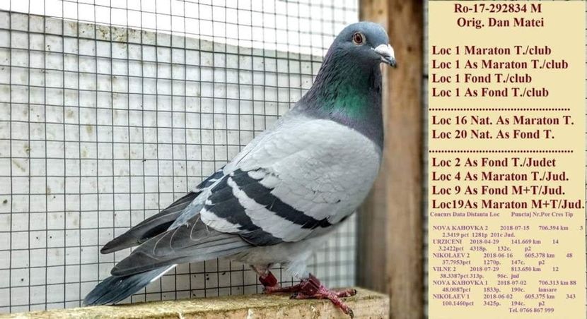 4CUPE - Dan Matei Gray 3xBijou