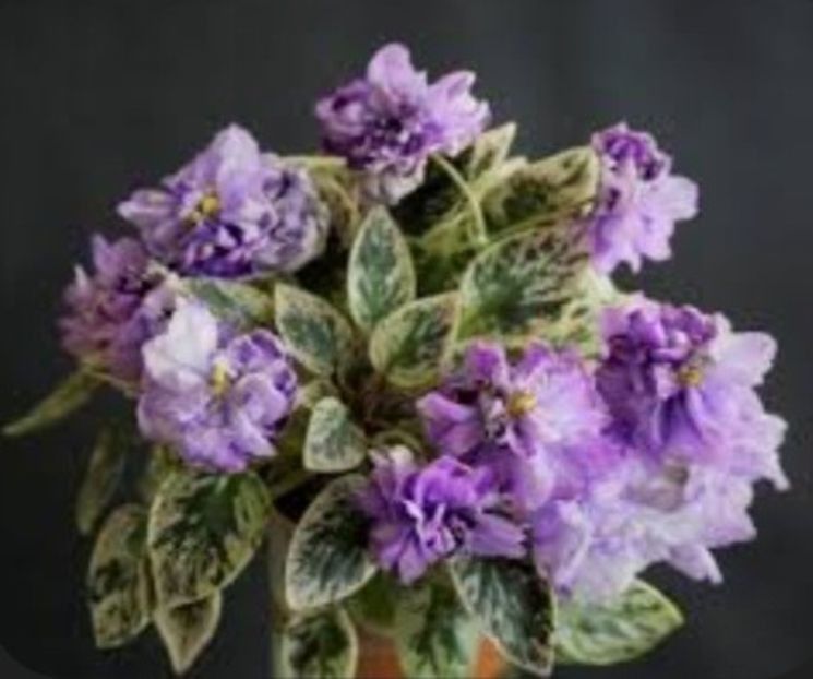 LE Gornaya Lavanda - A Pachet violete mini