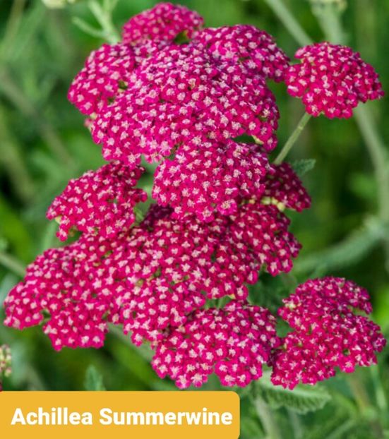 Screenshot_20251111-203231_Google - Achillea-coada soricelului