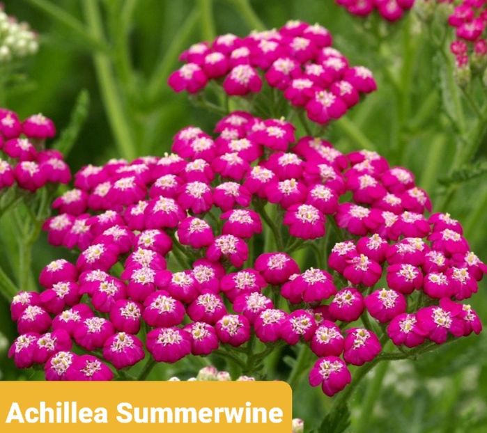 Screenshot_20251111-203514_Google - Achillea-coada soricelului