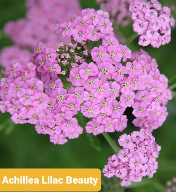 Screenshot_20251111-203845_Google - Achillea-coada soricelului