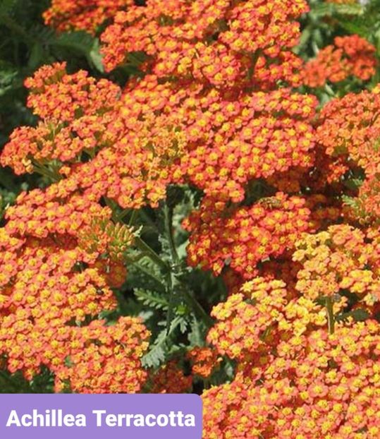 Screenshot_20251111-204804_Google - Achillea-coada soricelului
