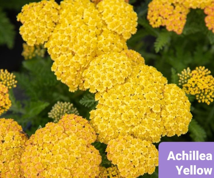 Screenshot_20251111-205214_Google - Achillea-coada soricelului