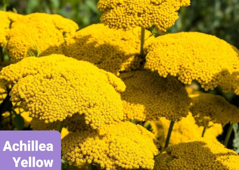 Screenshot_20251111-205344_Google - Achillea-coada soricelului