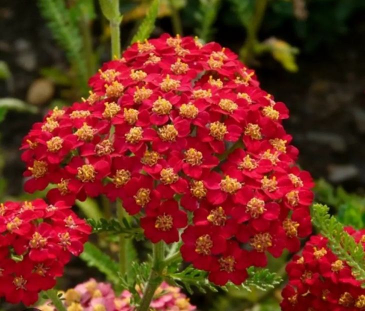 Screenshot_20251030-135228_Google - Achillea-coada soricelului