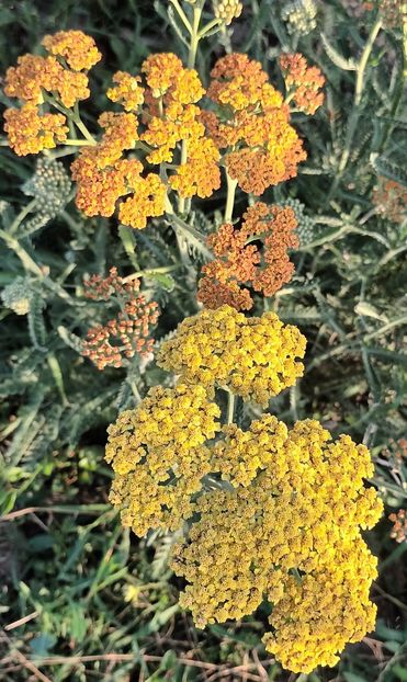  - Achillea-coada soricelului