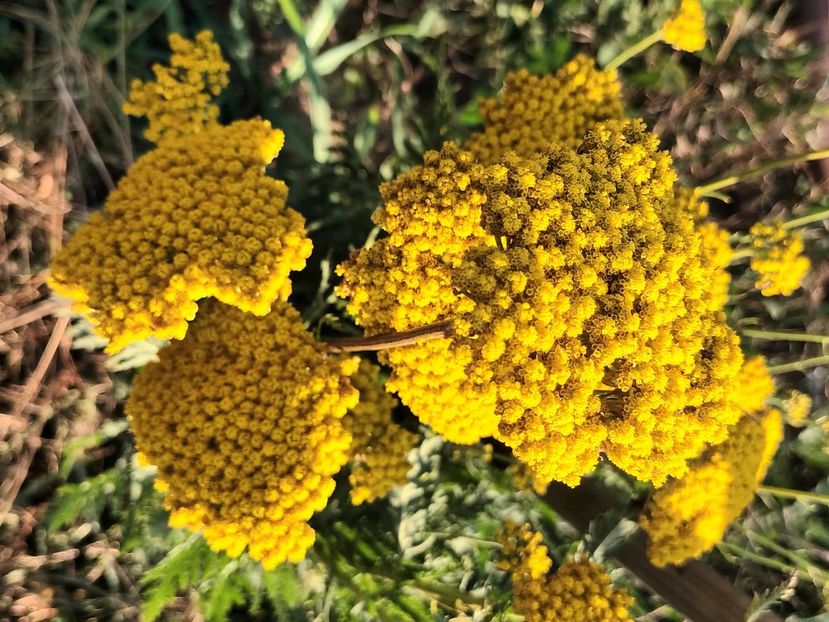  - Achillea-coada soricelului