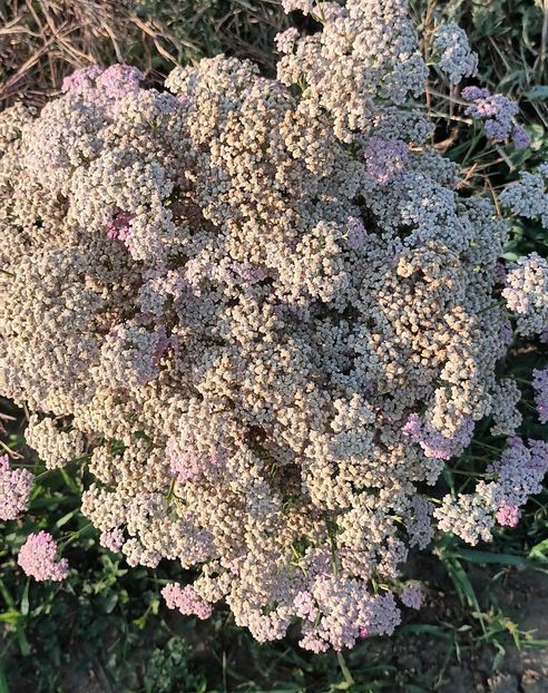  - Achillea-coada soricelului