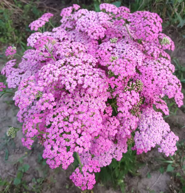  - Achillea-coada soricelului