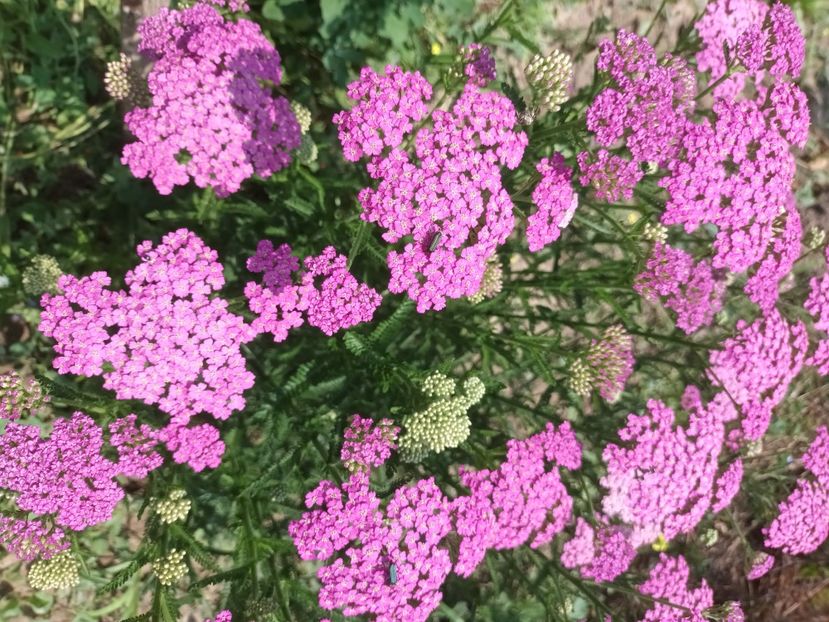  - Achillea-coada soricelului