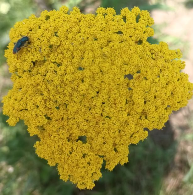  - Achillea-coada soricelului