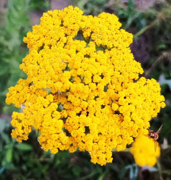  - Achillea-coada soricelului