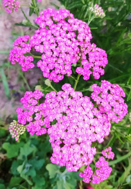  - Achillea-coada soricelului