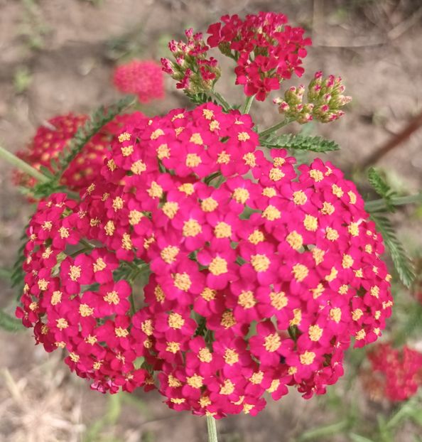  - Achillea-coada soricelului